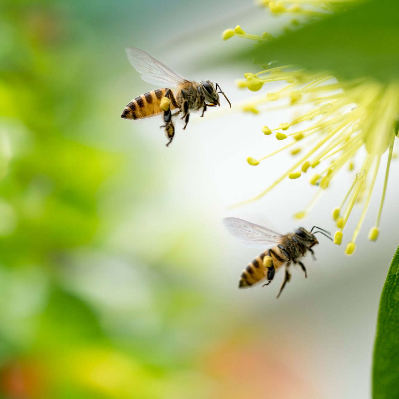 Flying,Honey,Bee,Collecting,Pollen,At,Yellow,Flower.bee,Flying,Over