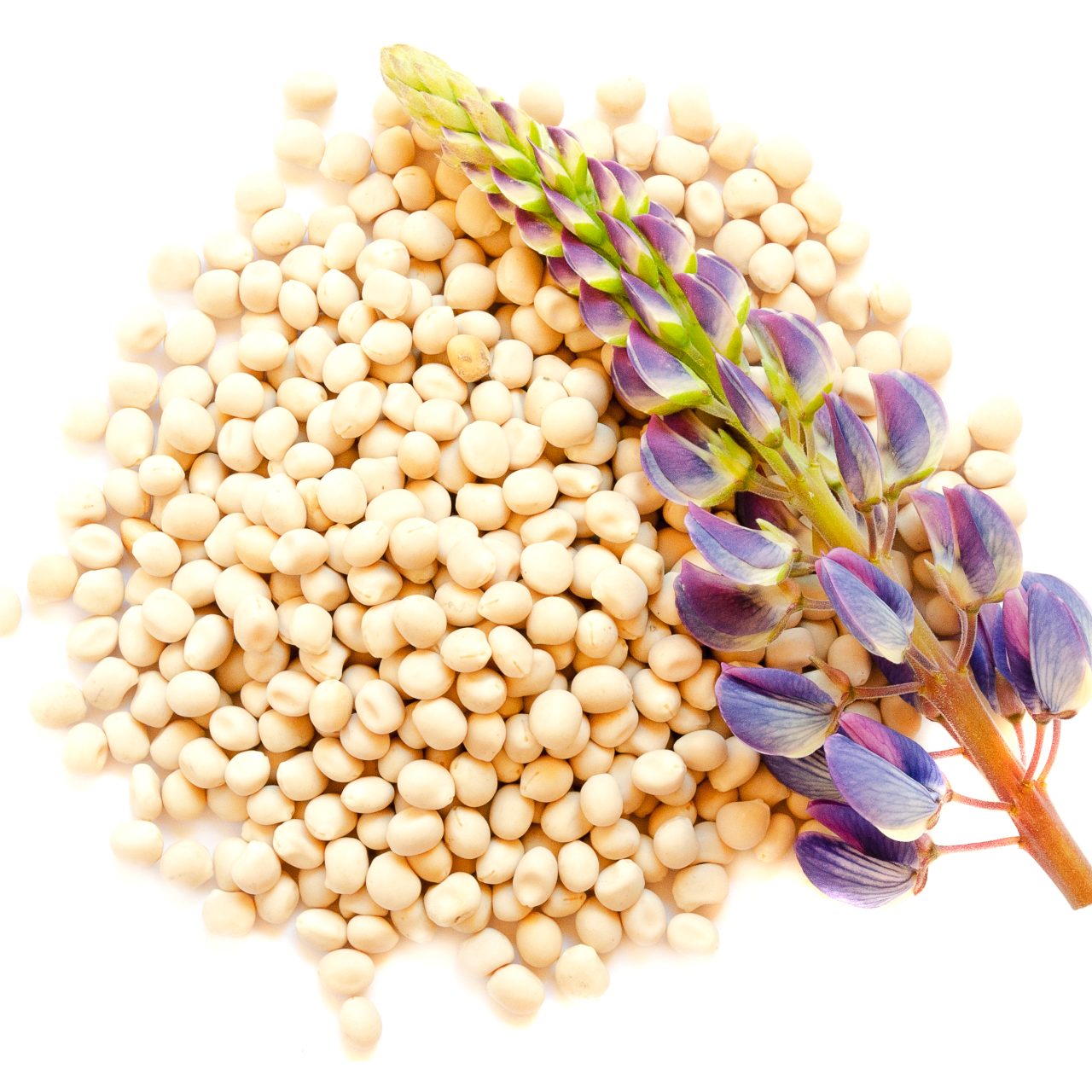 Flower,And,Seeds,Of,Lupine,On,A,White,Background,,Top