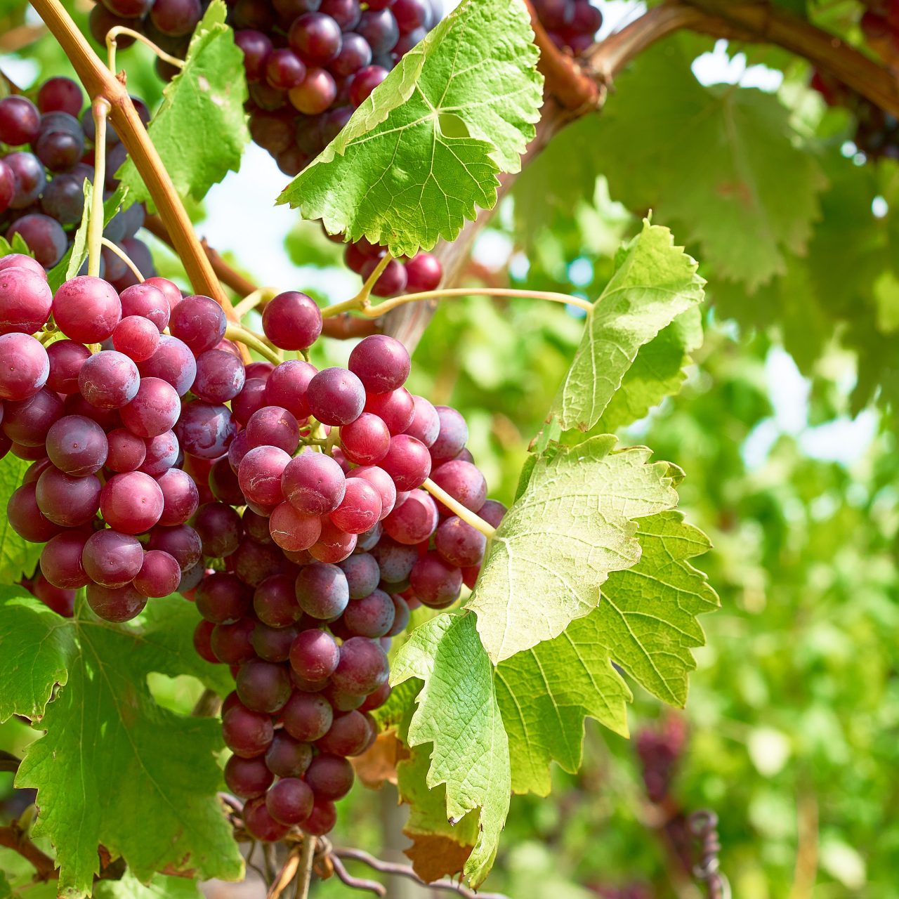 Bunch,Of,Grapes,On,A,Vine,In,The,Sunshine,/