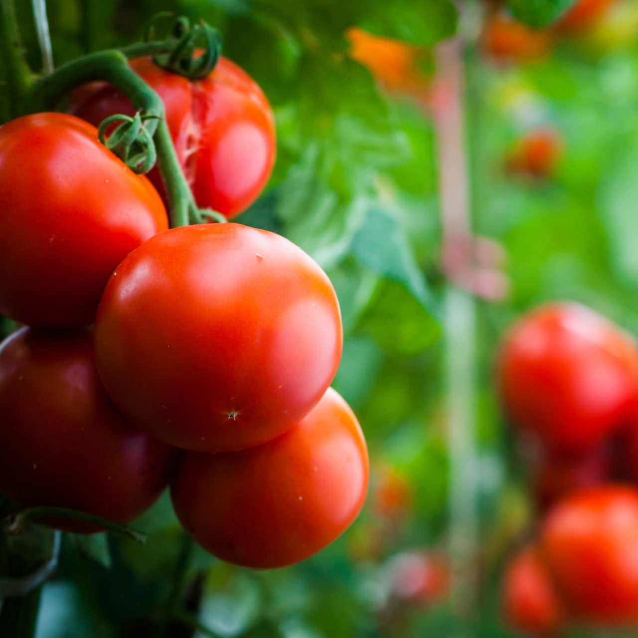 Ripe,Organic,Tomatoes,In,Garden,Ready,To,Harvest