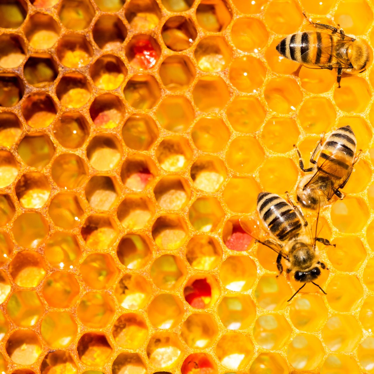 Closeup,Of,Bees,On,Honeycomb,In,Apiary,-,Selective,Focus,